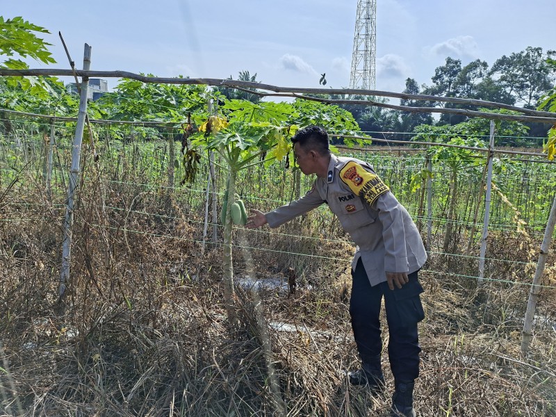 Polri Hadir Dukung Swasembada Pangan, Pekarangan Bergizi Warga Desa Sungai Akar Ditinjau