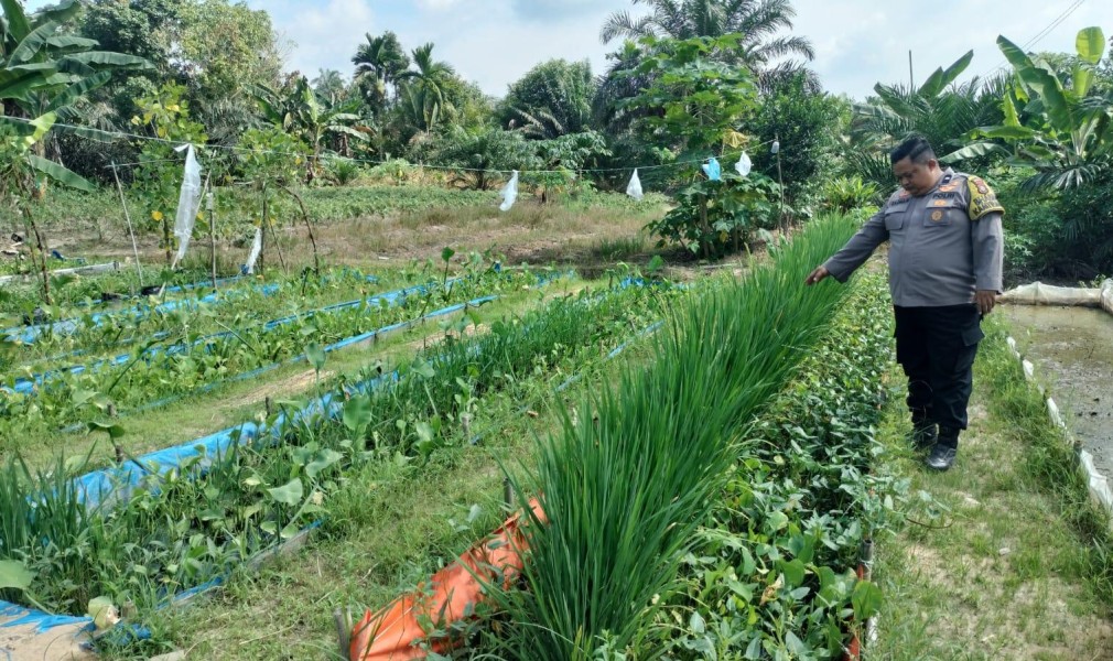 Dukung Ketahanan Pangan Nasional, Polsek Seberida Sambangi Petani Padi dan Ubi di Desa Kelesa