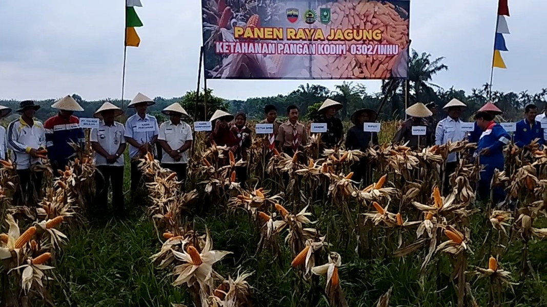 Dukung Ketahanan Pangan, Kodim 0302 Inhu Panen Raya Jagung.