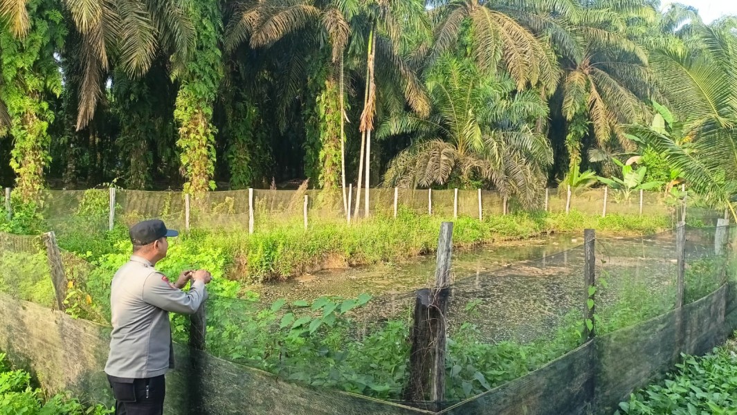 Budidaya Ikan Patin Jadi Andalan, Bhabinkamtibmas Perkuat Ketahanan Pangan Desa