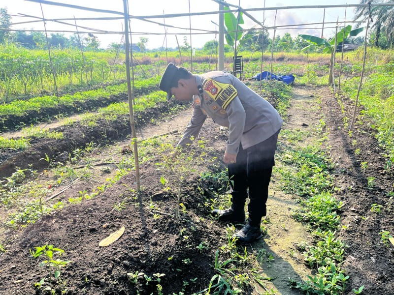 Polsek Batang Gansal Tinjau Pekarangan Bergizi, Dukung Program Ketahanan Pangan Nasional