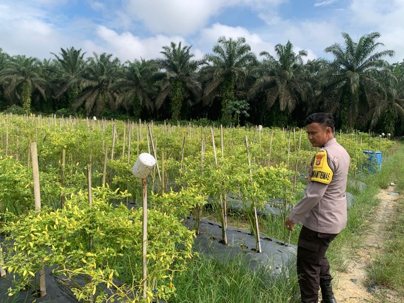 Briptu Syahrul Tinjau Pekarangan Pangan Bergizi di Desa Seberida