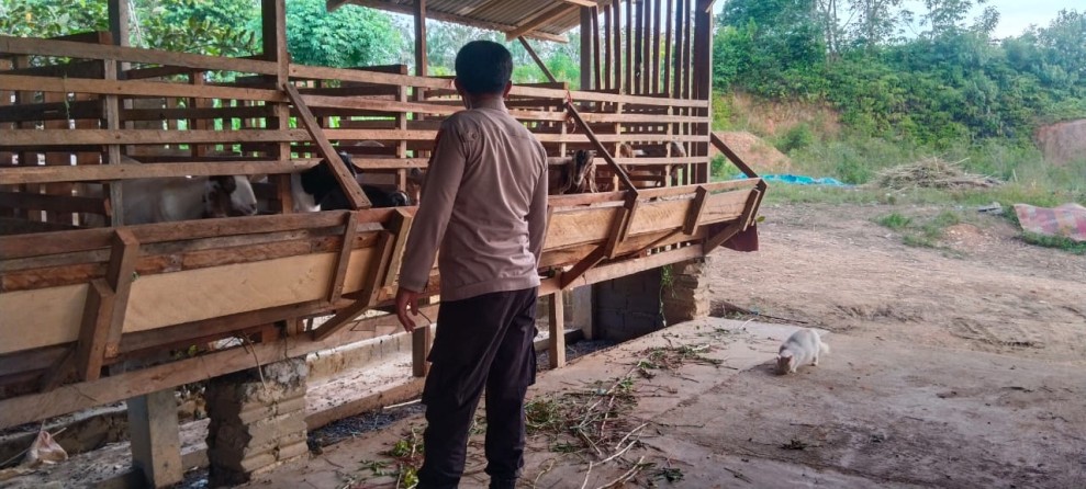Ada 25 Kambing di Balik Pekarangan Pangan Bergizi Seberida, Apa Istimewanya?