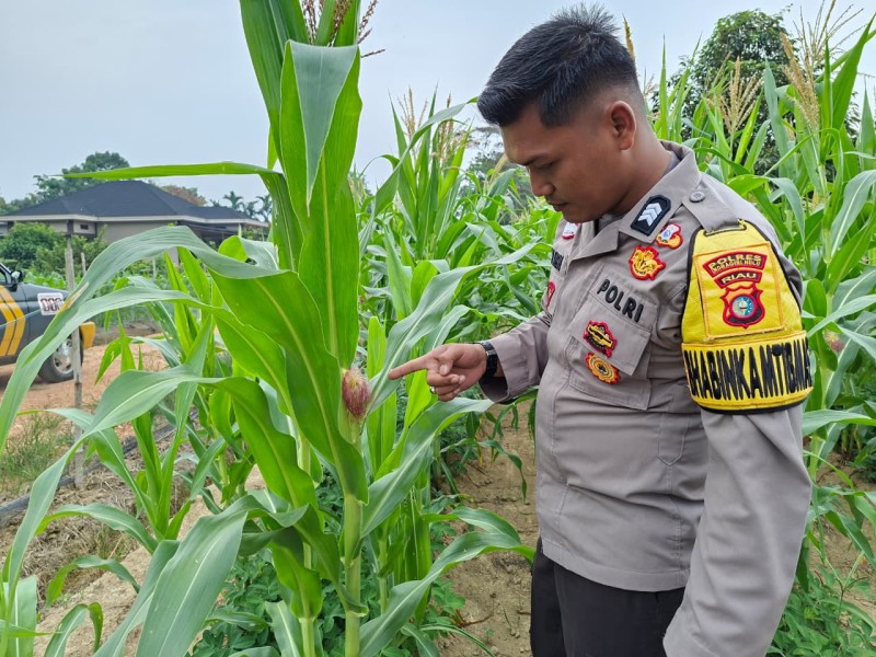 Tak Harus Lahan Luas, Pekarangan Warga Sungai Akar Kini Jadi Andalan Ketahanan Pangan