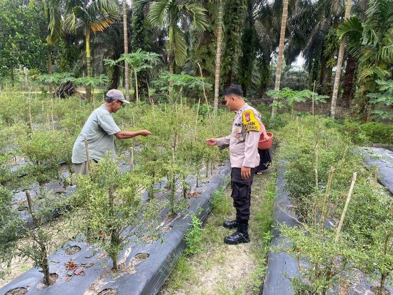 Dukung Ketahanan Pangan Nasional, Bhabinkamtibmas Polsek Seberida Sambangi Petani Cabe di Payarumbai