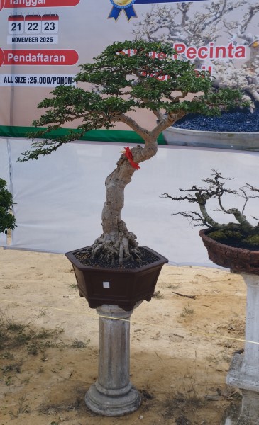 Bonsai Anting Putri Ditawar Rp50 Juta di Pameran Rimba Mini Seberida