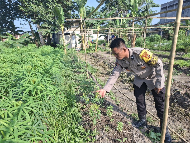 Pekarangan Cabai Rawit Jadi Percontohan, Polsek Batang Gansal Dorong Kemandirian Pangan Warga