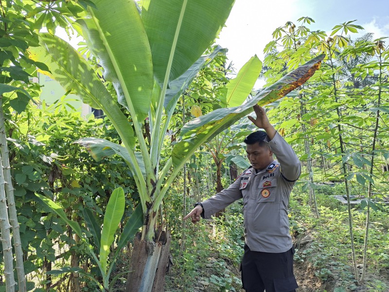 Pohon Pisang Jadi 