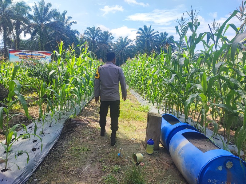 Polisi Dampingi Petani, Jagung Tumpang Sari di Buluh Rampai Tumbuh Subur pada Usia 86 Hari