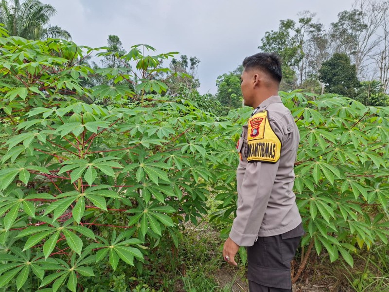 Tanam Singkong Sejak Juni, Pekarangan Bergizi di Seberida Jadi Percontohan Polsek Batang Gansal