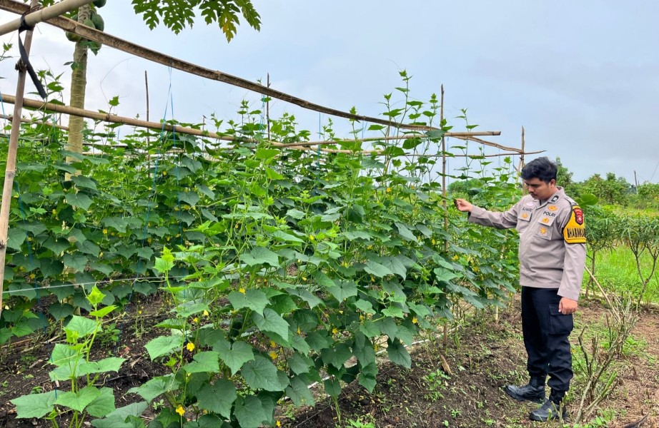 Langkah Kecil dari Pekarangan, Dampak Besar bagi Ketahanan Pangan