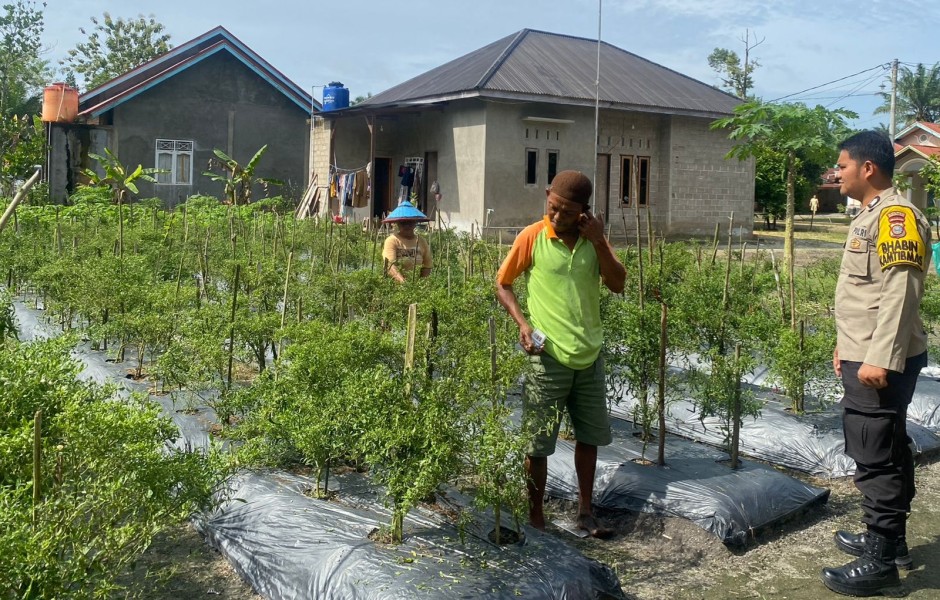 Tanam Cabai di Pekarangan, Warga Payarumbai Didorong Wujudkan Kemandirian Pangan