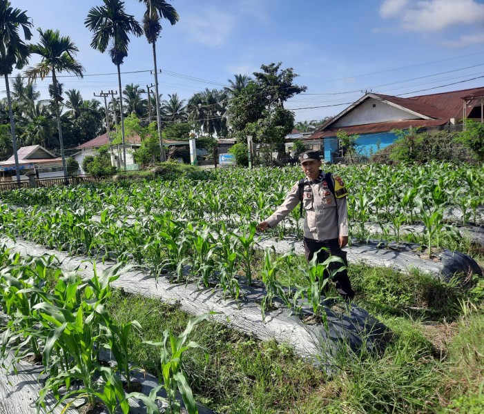 Polisi Turun ke Kebun Jagung, Warga Seresam Diajak Perkuat Ketahanan Pangan dari Pekarangan