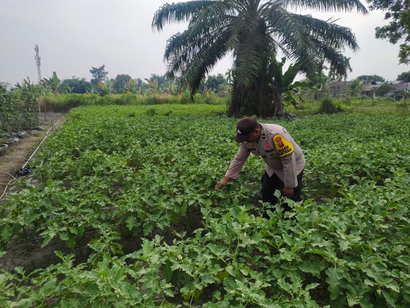 Aipda Suyoto Sambangi Petani Pekarangan, Dorong Kemandirian Pangan Warga