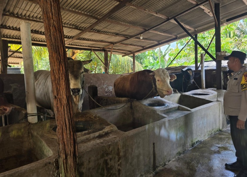 Bhabinkamtibmas Desa Petala Bumi Dukung Ketahanan Pangan Nasional Melalui Pendampingan Peternak Sapi