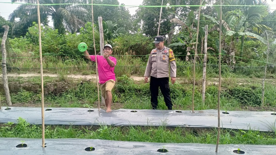 Pare di Pekarangan, Harapan Ketahanan Pangan Tumbuh dari Desa Bandar Padang