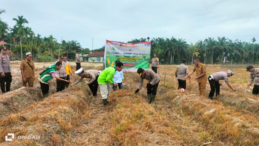 Penanaman Jagung Serentak Kuartal IV di Seberida, Polsek dan Pemdes Seresam Perkuat Ketahanan Pangan 2025