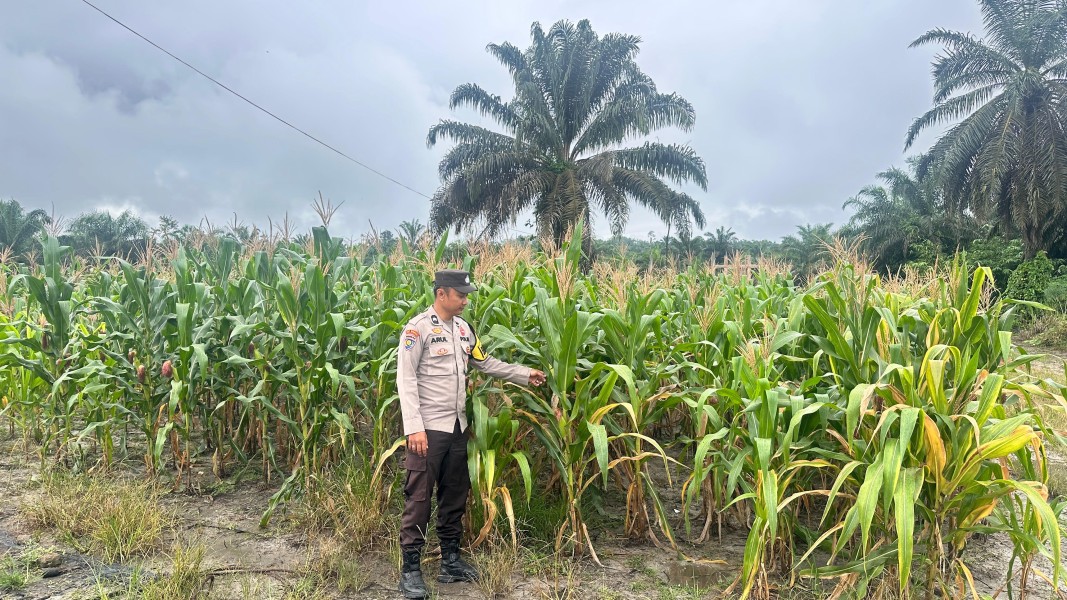 Bhabinkamtibmas dan Banit Reskrim Polsek Batang Gansal Cek Pertumbuhan Jagung Pipil, Dukung Swasembada Pangan 2026