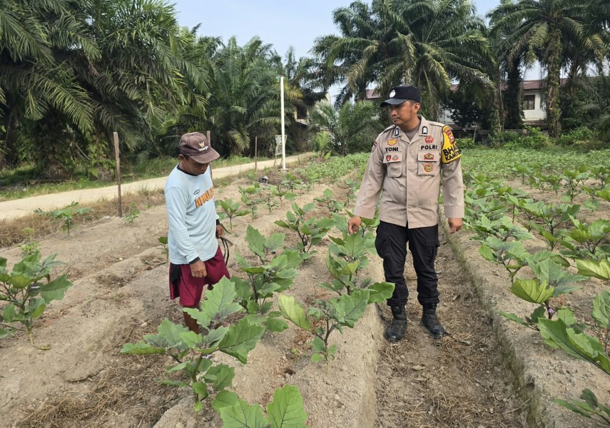 Dukung Program Ketahanan Pangan Nasional, Bhabinkamtibmas Polsek Seberida Sambangi Petani Terong di Desa Petala Bumi