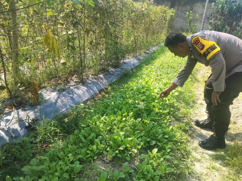 Dukung Ketersediaan Pangan, Polsek Seberida Dorong Warga Manfaatkan Pekarangan untuk Bertani
