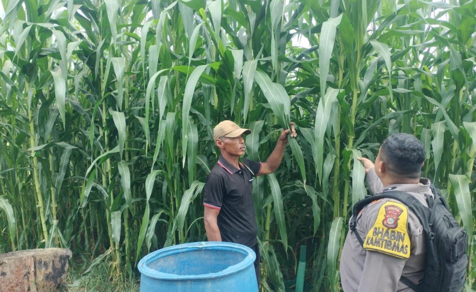 Bhabinkamtibmas Kelesa Dorong Warga Manfaatkan Lahan, Jagung Manis Jadi Pilihan Ketahanan Pangan