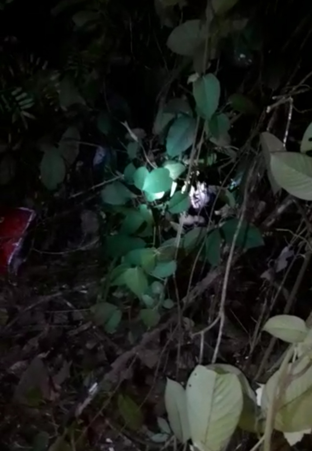 Warga Desa Pematang Jaya Inhu di Gegerkan Penemuan Mayat Seorang Ibu dan Anak Ditemukan Tak Bernyawa di Semak Belukar