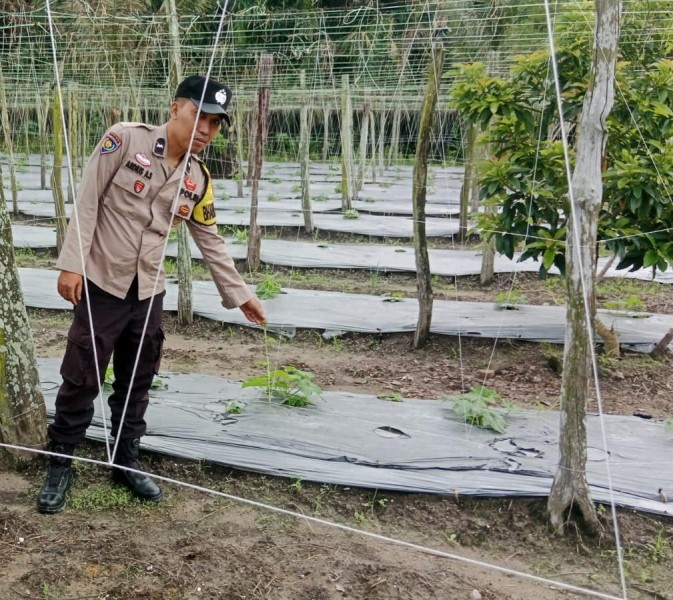 Budidaya Gambas Jadi Salah Satu Upaya Wujudkan Kemandirian Pangan Masyarakat