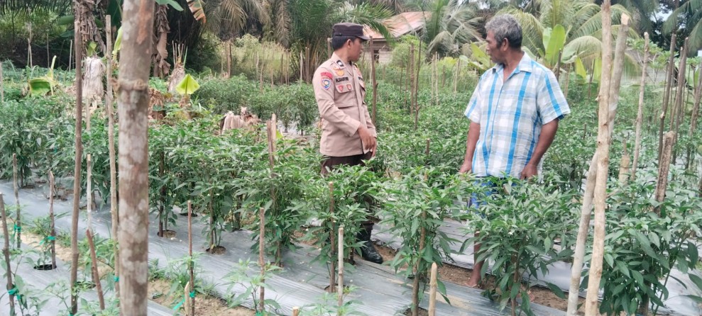 Polsek Batang Gansal Tinjau Pekarangan Rumah Warga Dukung Ketahanan Pangan Di Dese Ringin