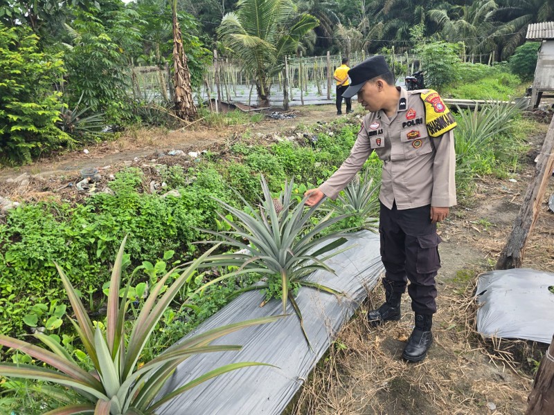 Dukung Ketahanan Pangan Nasional, Bhabinkamtibmas Polsek Seberida Sambangi Petani Nanas di Pangkalan Kasai