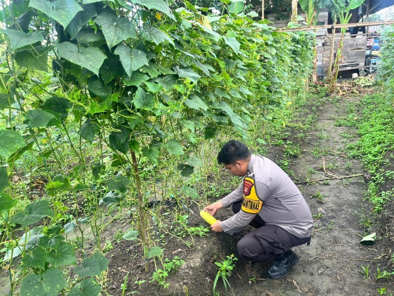 Perkuat Pangan dari Rumah, Polsek Batang Gansal Tinjau Budidaya Timun di Seberida