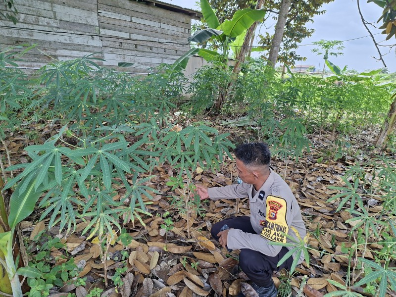 Polisi Tinjau Pekarangan Pangan Bergizi di Desa Seberida, Dukung Program Ketahanan Pangan