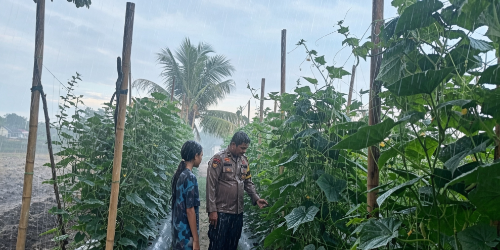 Lewat Budidaya Mentimun, Warga Desa Bandar Padang Didorong Mandiri Pangan