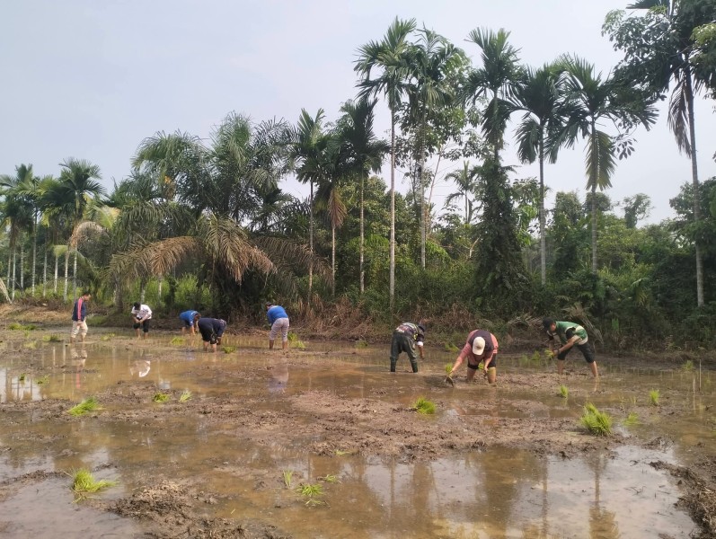 Jarang Terjadi! Lurah Pangkalan Kasai Turun ke Sawah, Dorong Warga Hidupkan Kembali Persawahan